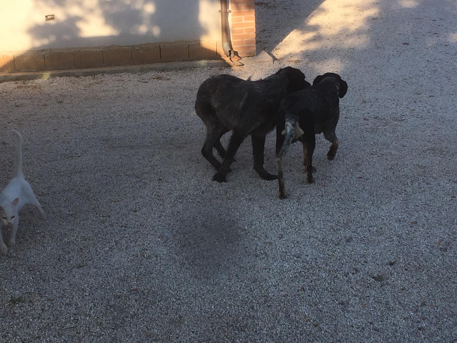 REGALO cuccioli di cane setter pointer maremmano