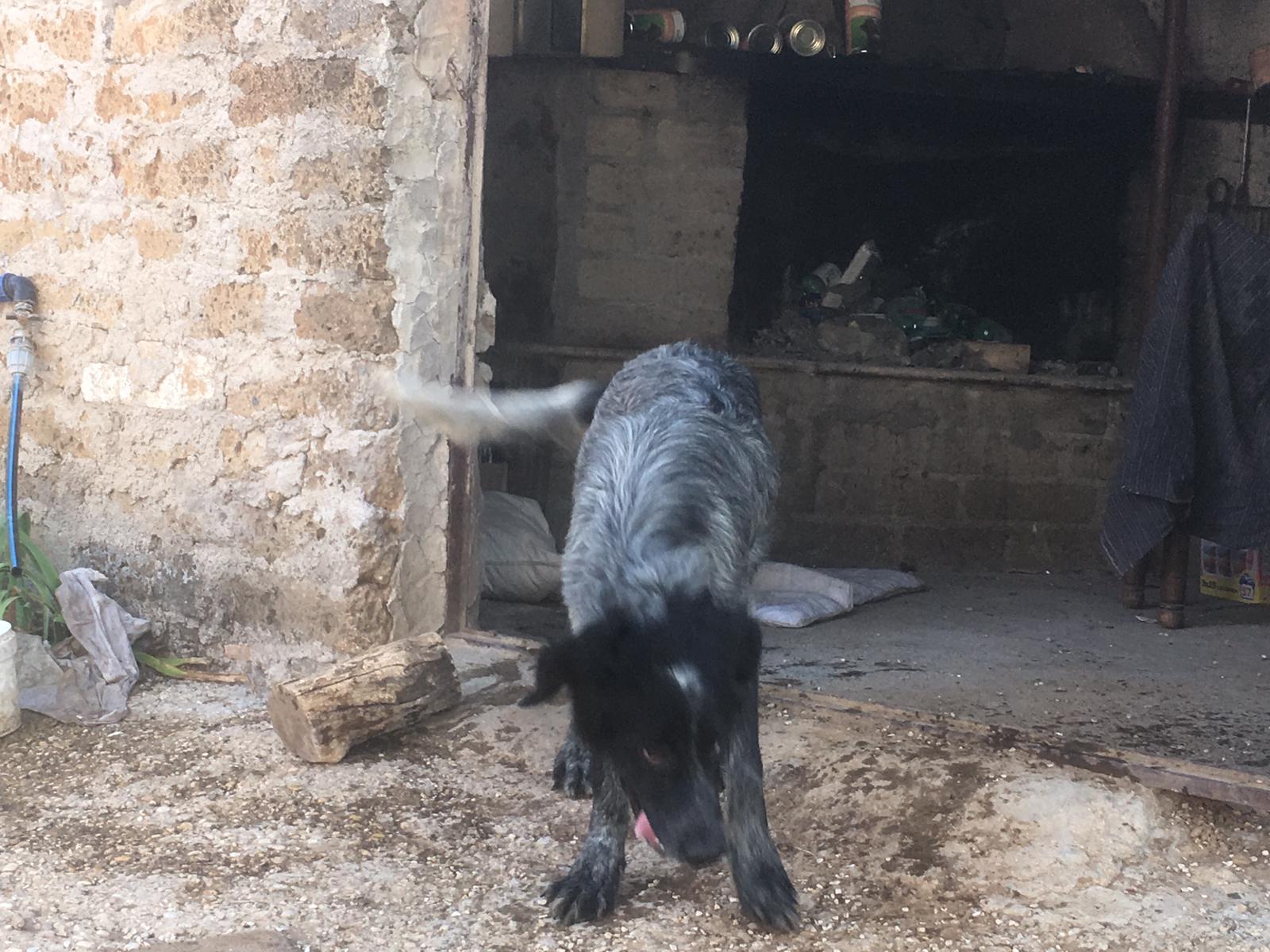 REGALO cuccioli di cane setter pointer maremmano