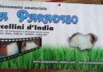Porcellini d’india Di razza Peruviana cuccioli