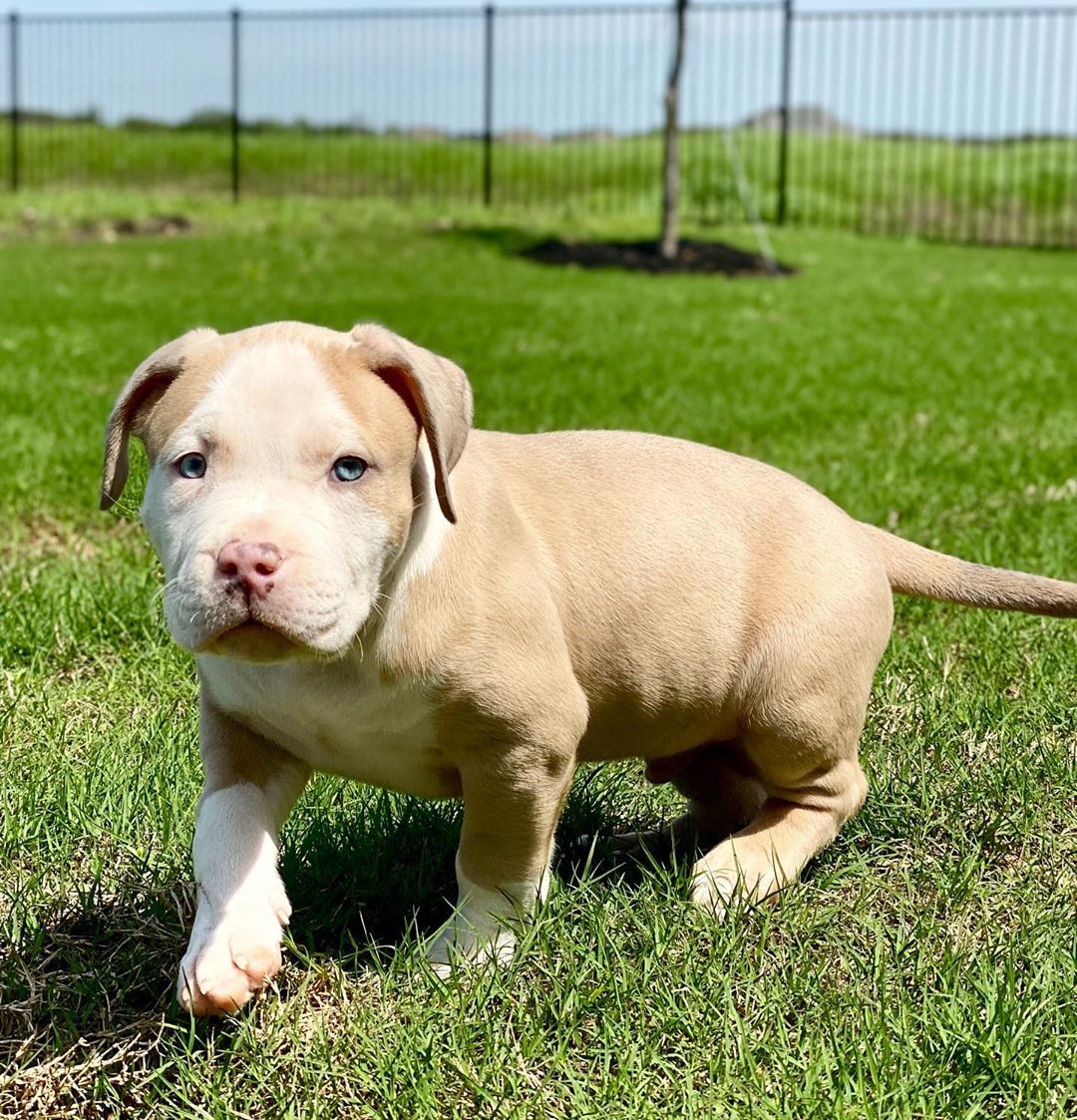 cuccioli di pitbull