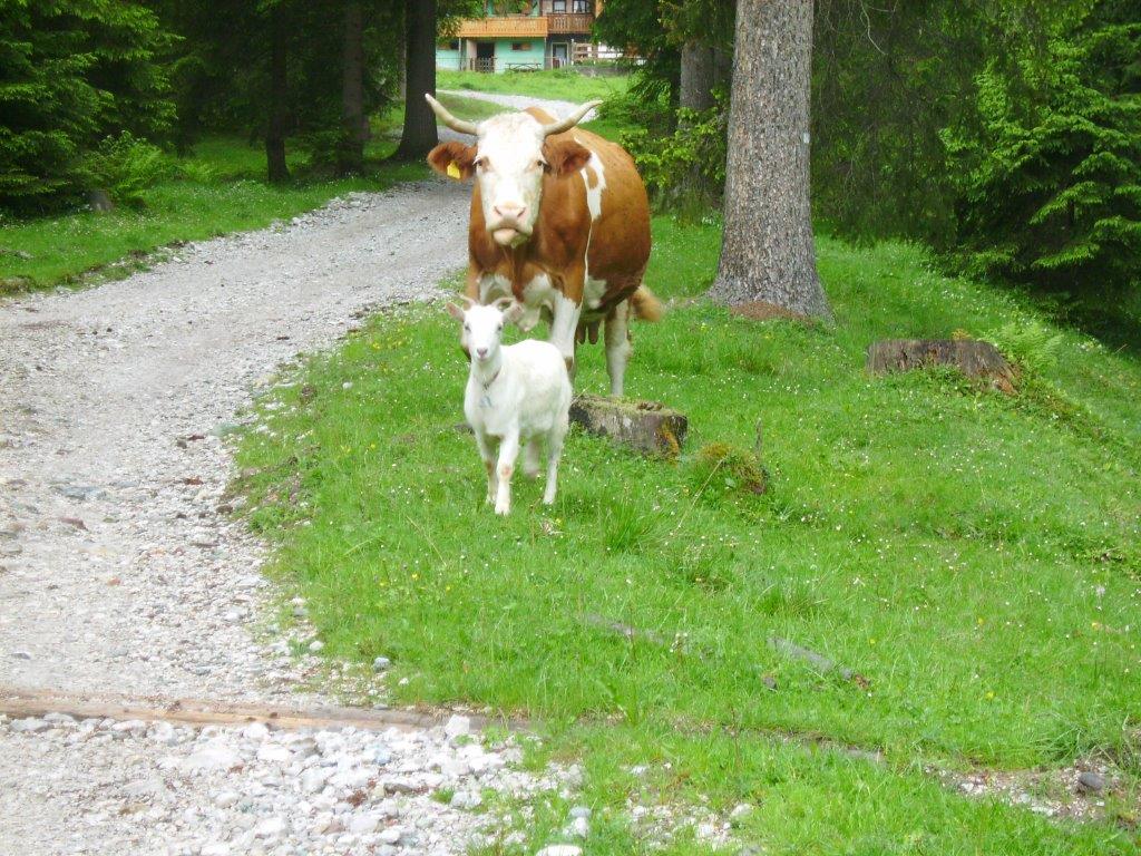 Valvisdende un antico stavolo fra le Dolomiti (BL)
