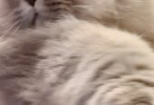 Gatto persiano chinchilla silver