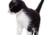 gattini pezzati bianchi e neri