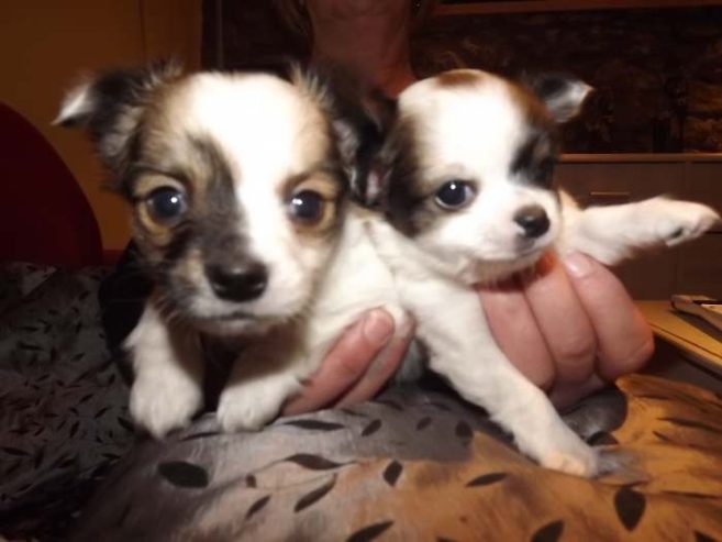diamo 7 cuccioli Chihuahua e Yorkshire e Morkie