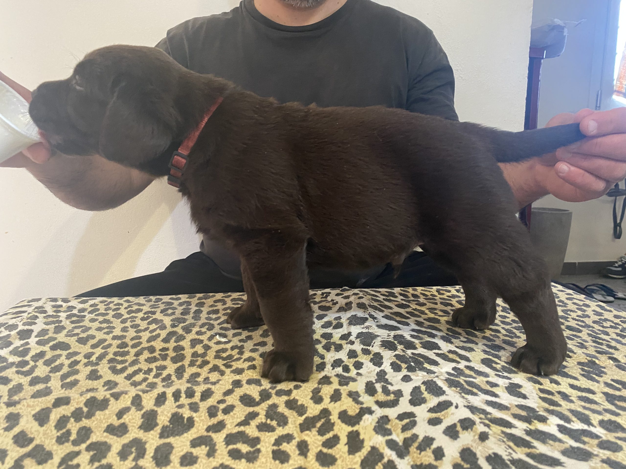 Cuccioli di Labrador Chocolate