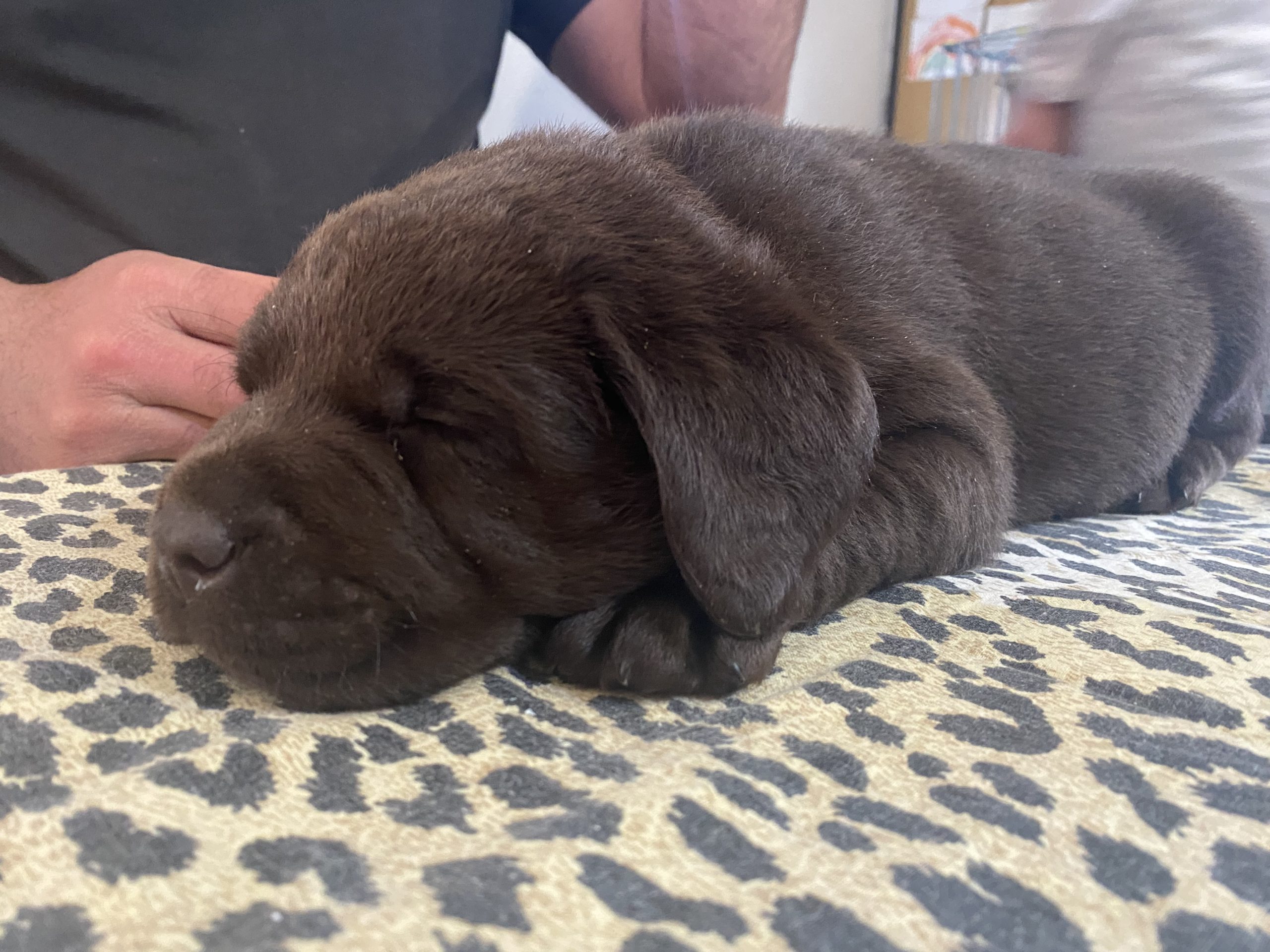 Cuccioli di Labrador Chocolate