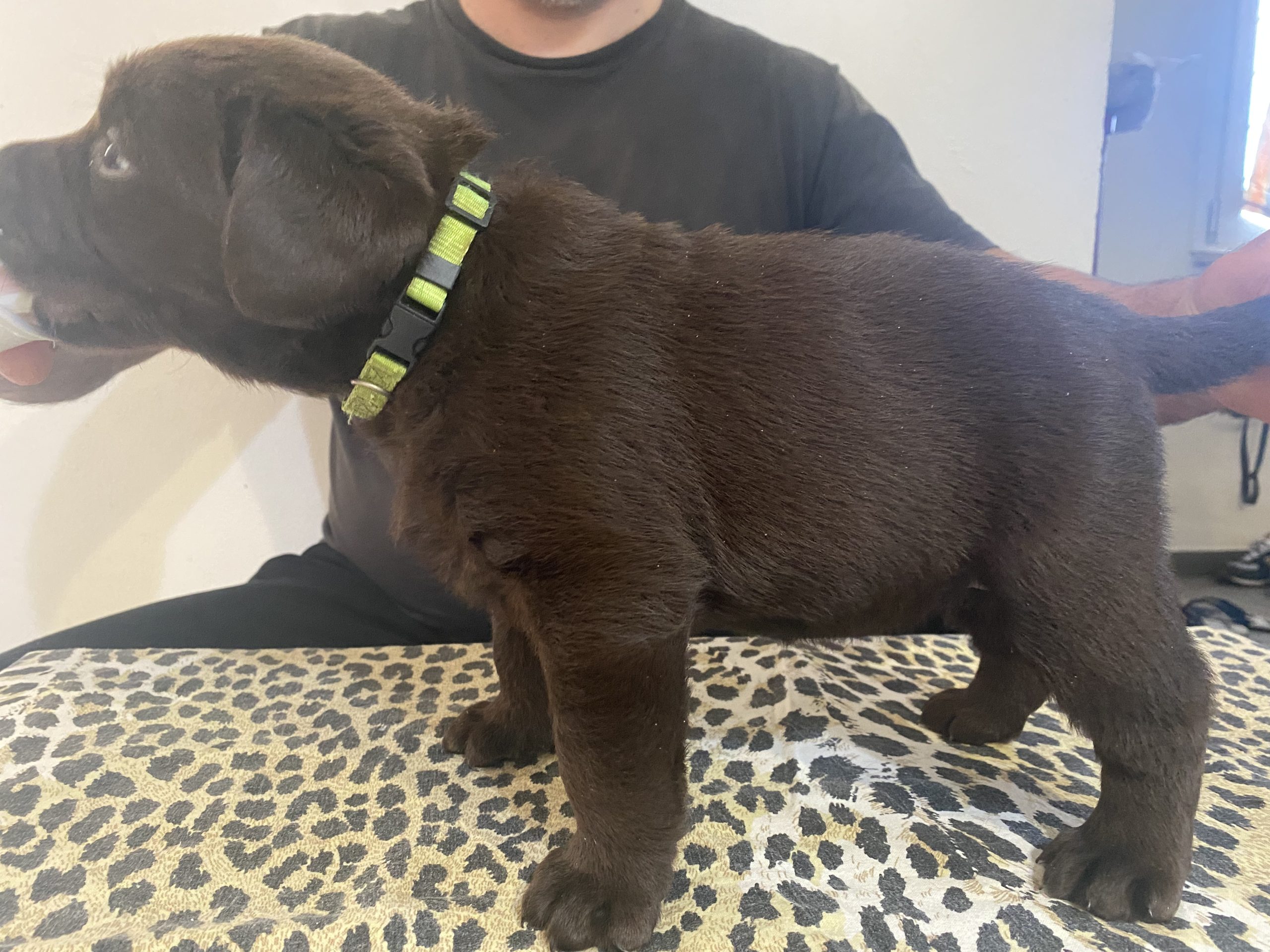 Cuccioli di Labrador Chocolate