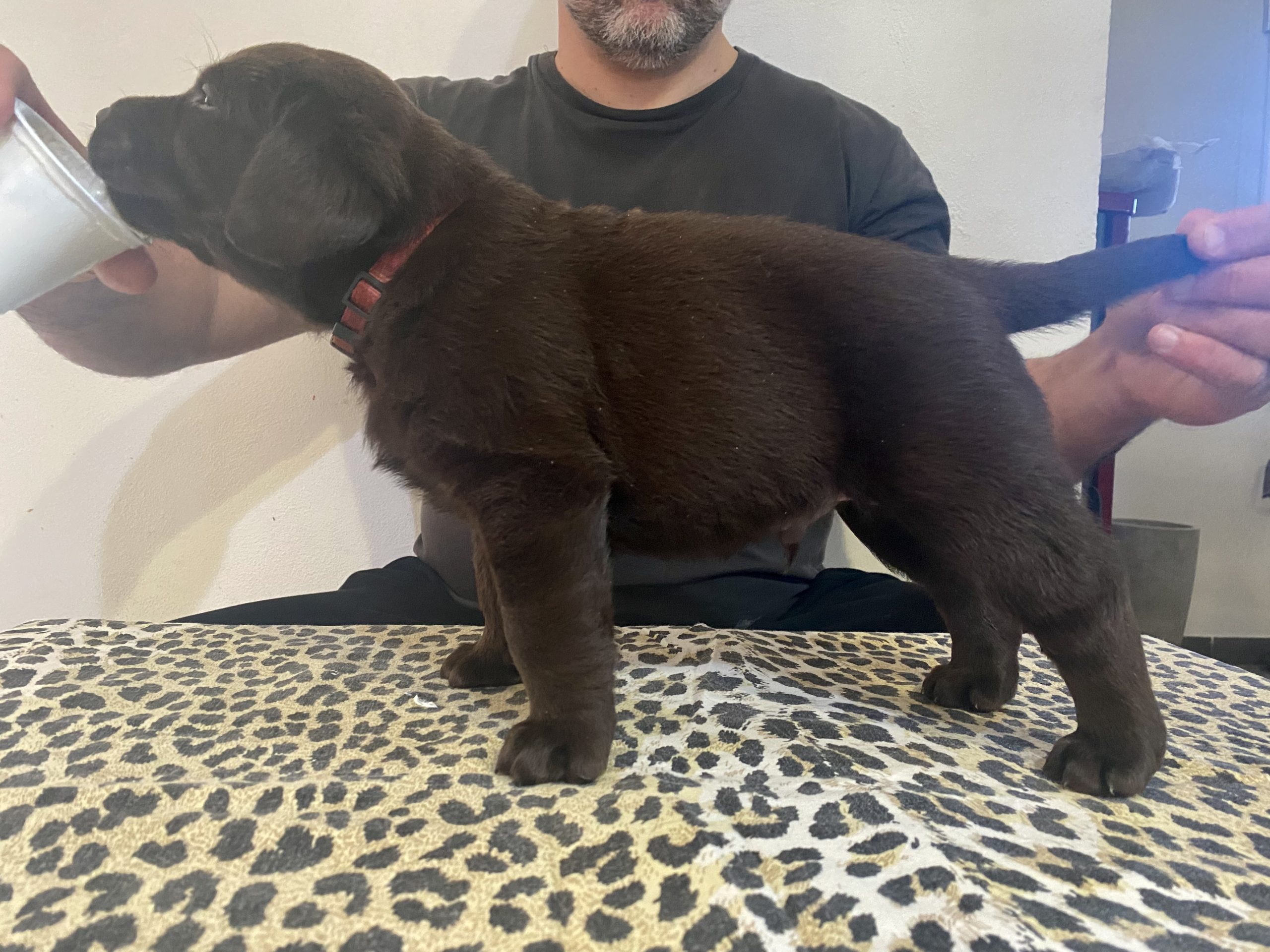 Cuccioli di Labrador Chocolate