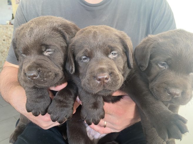 Cuccioli di Labrador Chocolate