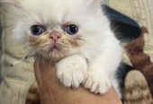 Cucciola gatto persiano