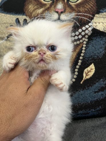 Cucciola gatto persiano