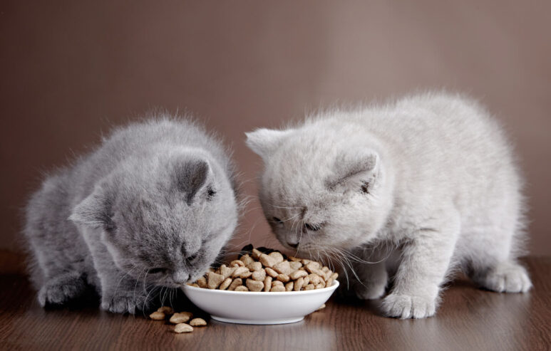 Cosa-mangiano-i-gattini-1-1