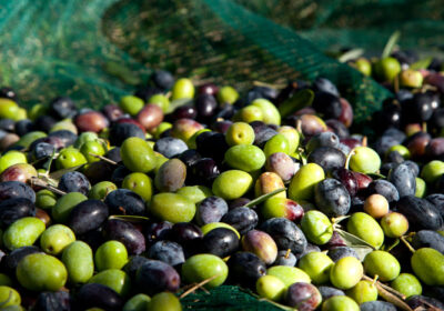 Olive biologiche buona resa