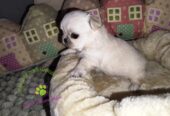 Cucciolo Chihuahua pelo lungo