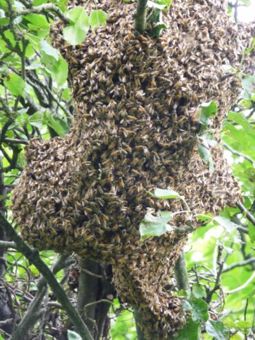Recupero famiglie e sciami api