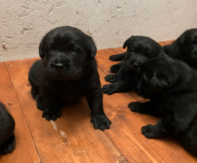 Cuccioli Labrador Neri