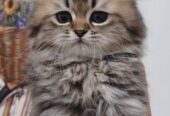 cuccioli gatto persiano chinchilla