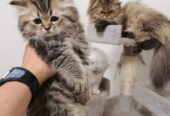 cuccioli gatto persiano chinchilla