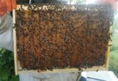 Nuclei, famiglie di api e assistenza a casa tua