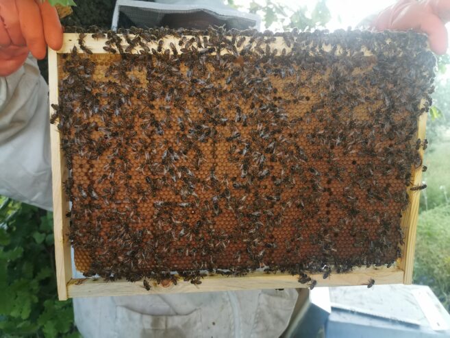 Nuclei, famiglie di api e assistenza a casa tua