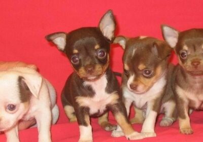 Disponibili Cuccioli Di Chihuahua Con Pedigree.